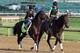 LOUISVILLE, KY - MAY 02: Orb walks on the track during the morning training for the 2013 Kentucky Derby at Churchill Downs on May 2, 2013 in Louisville, Kentucky. (Photo by Andy Lyons/Getty Images)