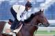 BALTIMORE, MD - MAY 16: Kentucky Derby winner Orb with exercise rider Jennifer Patterson up goes over the track in preparation for the 138th Preakness Stakes at Pimlico Race Course on May 16, 2013 in Baltimore, Maryland. (Photo by Rob Carr/Getty Images)