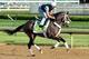 LOUISVILLE, KY - MAY 02: Oxbow runs on the track during the morning training for the 2013 Kentucky Derby at Churchill Downs on May 2, 2013 in Louisville, Kentucky. (Photo by Andy Lyons/Getty Images)