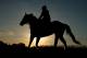 BALTIMORE, MD - MAY 17: Horses are brought to the track for the morning workout at Pimlico Race Course on May 17, 2013 in Baltimore, Maryland. (Photo by Matthew Stockman/Getty Images)