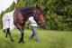 BALTIMORE, MD - MAY 16: Kentucky Derby winner Orb grazes following a workout in preparation for the 138th Preakness Stakes at Pimlico Race Course on May 16, 2013 in Baltimore, Maryland. (Photo by Rob Carr/Getty Images)