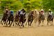 BALTIMORE, MD - MAY 18: Oxbow #6, ridden by Gary Stevens, leads the field to the finish line to win the 138th running of the Preakness Stakes at Pimlico Race Course on May 18, 2013 in Baltimore, Maryland. (Photo by Molly Riley/Getty Images)