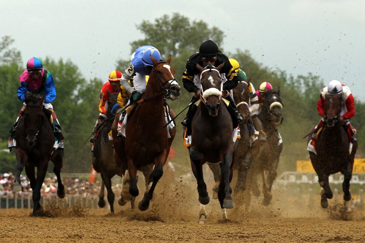Preakness 2013: Top Contenders to Watch For at Belmont Stakes News