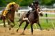 BALTIMORE, MD - MAY 18: Oxbow #6, ridden by Gary Stevens, races Departing #4, ridden by Brain Hernandez Jr., during the 138th running of the Preakness Stakes at Pimlico Race Course on May 18, 2013 in Baltimore, Maryland. (Photo by Molly Riley/Getty Images)