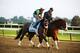 ELMONT, NY - JUNE 06: Trainer D.Wayne Lucas leads Preakness Stakes winner Oxbow on the track for workouts at Belmont Park on June 6, 2013 in Elmont, New York. (Photo by Al Bello/Getty Images)