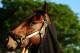 ELMONT, NY - JUNE 04: Kentucky Derby winner Orb is groomed after a morning workout at Belmont Park on June 4, 2013 in Elmont, New York. (Photo by Al Bello/Getty Images)