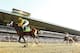 ELMONT, NY - JUNE 08: Palace Malice #12 ridden by Mike Smith wins the 145th running of the Belmont Stakes followed by Oxbow #7 Ridden by Gary Stevens and and Orb #5 ridden by Joel Rosario at Belmont Park on June 8, 2013 in Elmont, New York. (Photo by Al Bello/Getty Images)