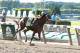 Jun 8, 2013; Elmont, NY, USA; Palice Malice ridden by Mike Smith heads to the finish to win the 145th running of the Belmont Stakes at Belmont Park. Mandatory Credit: Anthony Gruppuso-USA TODAY Sports
