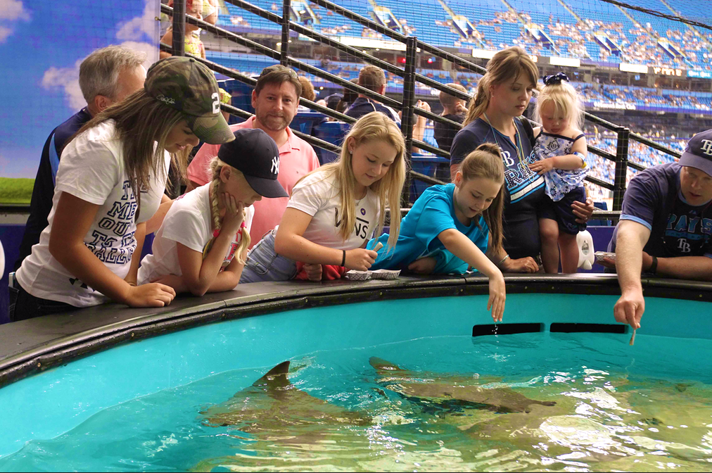 A view of the rays touch tank at Tropicana Field before the game News  Photo - Getty Images