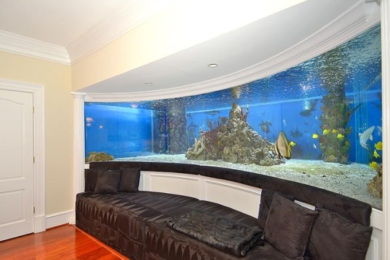 home shark aquarium
