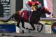 Up With The Birds is the 6-5 favorite at the Breeders' Stakes. Photo Credit: Terrence Dulay (via horse-canada.com)