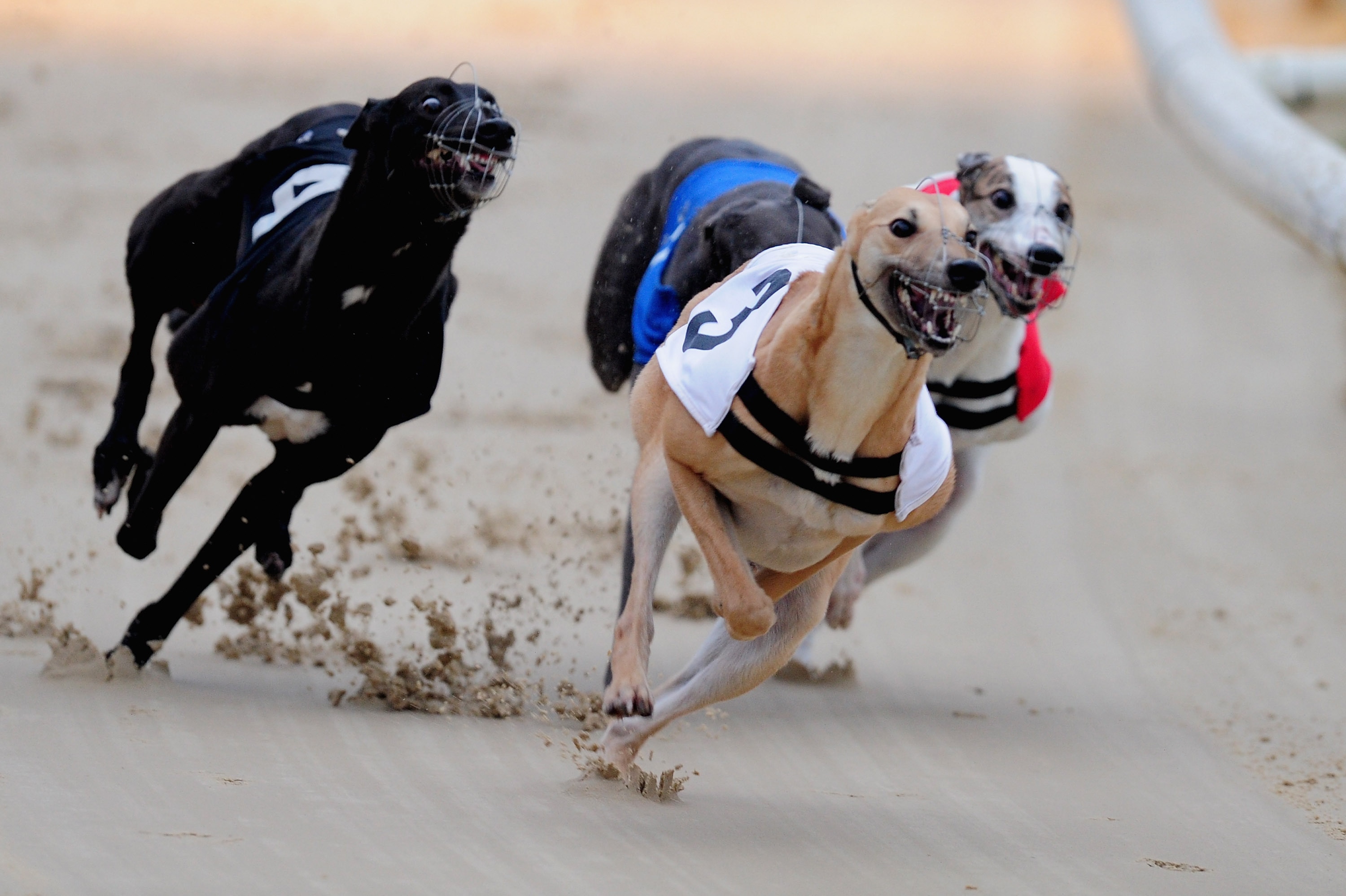 shelbourne dog racing tonight