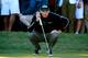 LAKE FOREST, IL - SEPTEMBER 13: Jim Furyk lines up a birdie putt on the ninth green during the Second Round of the BMW Championship at Conway Farms Golf Club on September 13, 2013 in Lake Forest, Illinois. (Photo by Sam Greenwood/Getty Images)