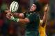 BRISBANE, AUSTRALIA - SEPTEMBER 07: Flip van der Merwe of the Springboks takes a lineout ball during The Rugby Championship match between the Australian Wallabies and the South African Springboks at Suncorp Stadium on September 7, 2013 in Brisbane, Australia. (Photo by Cameron Spencer/Getty Images)