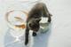 Kitten walking near goldfish bowl (PhotoAlto via AP Images)