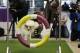 Callia, a standard poodle, demonstrates her mastery of an agility test during a news conference in New York, Wednesday, Jan. 15, 2014. For the first time ever, the Westminster Dog Show will include an agility competition, open to mixed breeds as well as purebred dogs. (AP Photo/Seth Wenig)