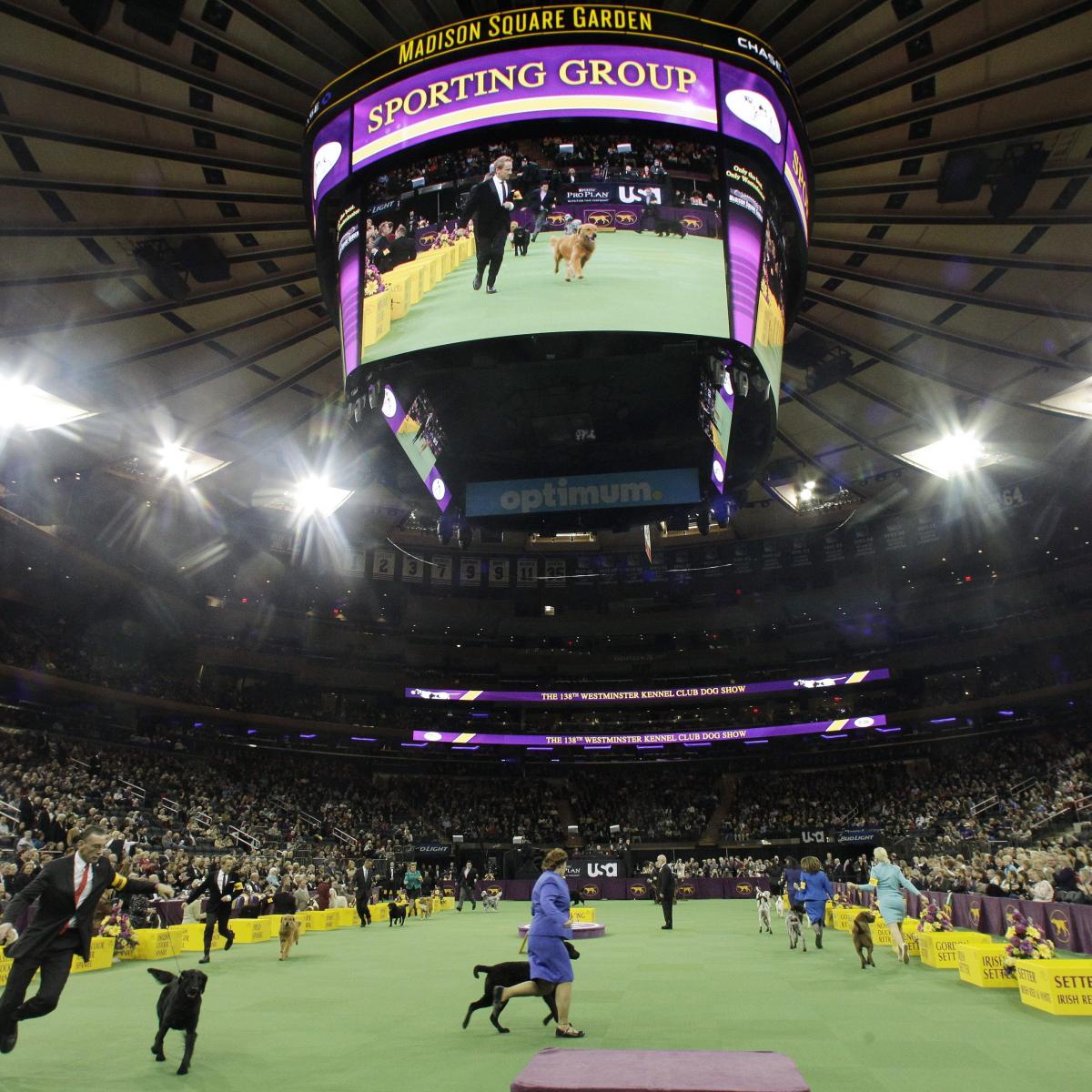 Westminster Dog Show 2014 Results Best of Breed Winners and Day 2