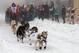 Defending champion Dallas Seavey takes off Saturday, March 2, 2013, in downtown Anchorage, Alaska, for the ceremonial start of the 2013 Iditarod Trail Sled Dog Race. The race, which will take mushers and dog teams about a thousand miles across the Alaska wilderness, starts Sunday, March 3, 2013, in Willow, Alaska. (AP Photo/Mark Thiessen)