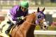 In this image provided by Benoit Photo, California Chrome, ridden by Victor Espinoza, leads wire-to-wire to win the San Felipe Stakes horse race Saturday, March 8, 2014 at Santa Anita Park in Arcadia, Calif. (AP Photo/Benoit Photo) ©Benoit Photo