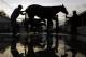 Horses get bathes after their morning workouts at Churchill Downs Wednesday, April 30, 2014, in Louisville, Ky. (AP Photo/Morry Gash)