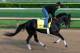 LOUISVILLE, KY - MAY 01: Kentucky Derby contender Dance With Fate works out on the track during early morning workouts at Churchill Downs on May 1, 2014 in Louisville, Kentucky. (Photo by Kevin C. Cox/Getty Images)