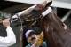 Kentucky Derby entrant California Chrome gets a bath after a morning workout at Churchill Downs Thursday, May 1, 2014, in Louisville, Ky. (AP Photo/Charlie Riedel)