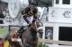 Jockey Gary Stevens celebrates aboard Oxbow after winning the 138th Preakness Stakes horse race at Pimlico Race Course, Saturday, May 18, 2013, in Baltimore. (AP Photo/Garry Jones)