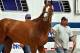 California Chrome
