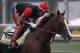 Exercise rider Willie Delgado gallops Kentucky Derby winner California Chrome at Pimlico Race Course in Baltimore, Md., Wednesday, May 14, 2014. The Preakness Stakes horse race is scheduled for May 17 at Pimlico. (AP Photo/Garry Jones)
