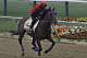 Exercise rider Domingo Navarro gallops Preakness Stakes entrant Social Inclusion at Pimlico Race Course in Baltimore, Thursday, May 15, 2014. (AP Photo/Garry Jones)
