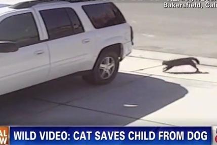 Hero Cat That Fought A Dog To Protect Child Will Toss Out A First