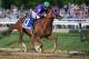 BALTIMORE, MD - MAY 17: California Chrome #3, ridden by Victor Espinoza, head to the finish line enroute to winning the 139th running of the Preakness Stakes at Pimlico Race Course on May 17, 2014 in Baltimore, Maryland. (Photo by Molly Riley/Getty Images)