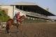 Kentucky Derby and Preakness winner California Chrome pauses as he enters the track with exercise rider Willie Delgado up at Belmont Park, Monday, June 2, 2014, in Elmont, N.Y. California Chrome will attempt to become the first Triple Crown winner since Affirmed in 1978 when he races in the 146th running of the Belmont Stakes on Saturday. (AP Photo/Julie Jacobson)