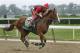 Exercise rider Willie Delgado gallops California Chrome on a second lap during a workout at Belmont Park, Wednesday, June 4, 2014, in Elmont, N.Y. The Kentucky Derby and Preakness Stakes winner will attempt to become the first Triple Crown winner since Affirmed in 1978 when he races in the 146th running of the Belmont Stakes horse race on Saturday. (AP Photo/Peter Morgan)