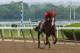 Jun 4, 2014; Elmont, NY, USA; California Chrome ridden by exercise rider Willie Delgado jog the track during workouts in preparation for the 2014 Belmont Stakes at Belmont Park. Mandatory Credit: Anthony Gruppuso-USA TODAY Sports