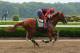 Jun 4, 2014; Elmont, NY, USA; California Chrome ridden by exercise rider Willie Delgado on the track during workouts in preparation for the 2014 Belmont Stakes at Belmont Park. Mandatory Credit: Anthony Gruppuso-USA TODAY Sports
