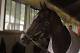 Kentucky Derby and Preakness Stakes winner California Chrome pauses in his barn while walking after his morning gallop at Belmont Park race track in Elmont, NY., Thursday, June 5, 2014. California Chrome will try to complete the Triple Crown on Saturday, June 7th in the Belmont Stakes horse race. (AP Photo/Garry Jones)