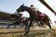Tonalist (11), with Joel Rosario up, crosses the finish line ahead of Commissioner (8), with Javier Castellano up, to win the Belmont Stakes horse race, Saturday, June 7, 2014, in Elmont, N.Y. (AP Photo/Matt Slocum)