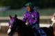 ELMONT, NY - JUNE 07: California Chrome #2, ridden by Victor Espinoza, walks down the track after losing the 146th running of the Belmont Stakes at Belmont Park on June 7, 2014 in Elmont, New York. (Photo by Streeter Lecka/Getty Images)