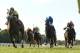 In this image released by EQUI-PHOTO, Dancing Solo, left, with Joe Bravo up, heads to the finish line to win the $100,000 Boiling Springs Stakes horse race at Monmouth Park on Saturday, June 23, 2012, in Oceanport, N.J. (AP Photo/EQUI-PHOTO, Bill Denver)