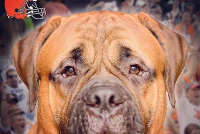 Cleveland Browns to Feature Bullmastiff Named 'Swagger' as New