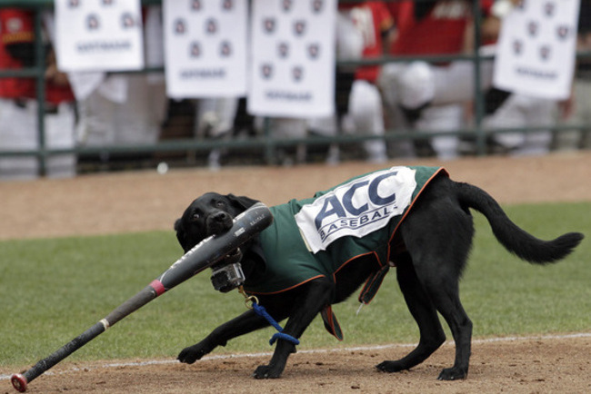 Animals Interrupting Sporting Events | News, Scores, Highlights, Stats, and  Rumors | Bleacher Report