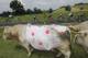 The breakaway group passes a bull wearing the colors of the best climber's polka dotted jersey during the eighteenth stage of the Tour de France cycling race over 145.5 kilometers (90.4 miles) with start in Pau and finish in Hautacam, Pyrenees region, France, Thursday, July 24, 2014. (AP Photo/Christophe Ena)