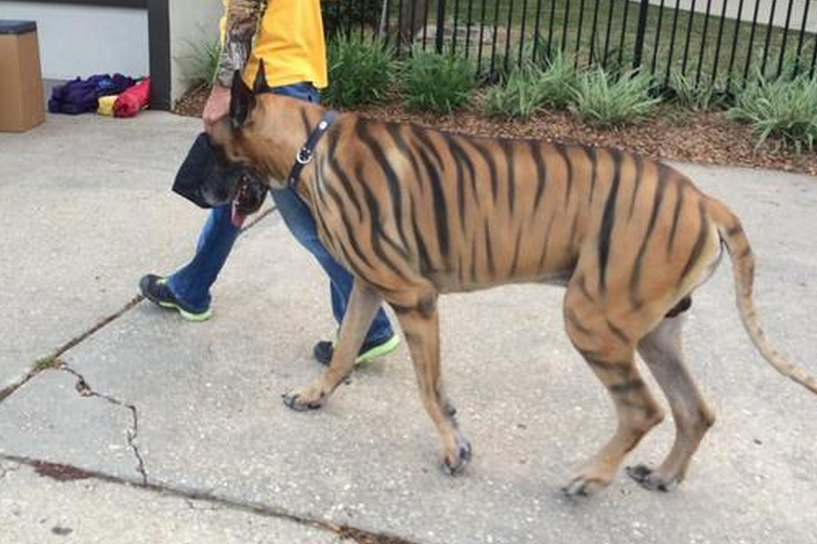 Lsu Fan Paints Great Dane To Look Like Tiger Ahead Of Sec
