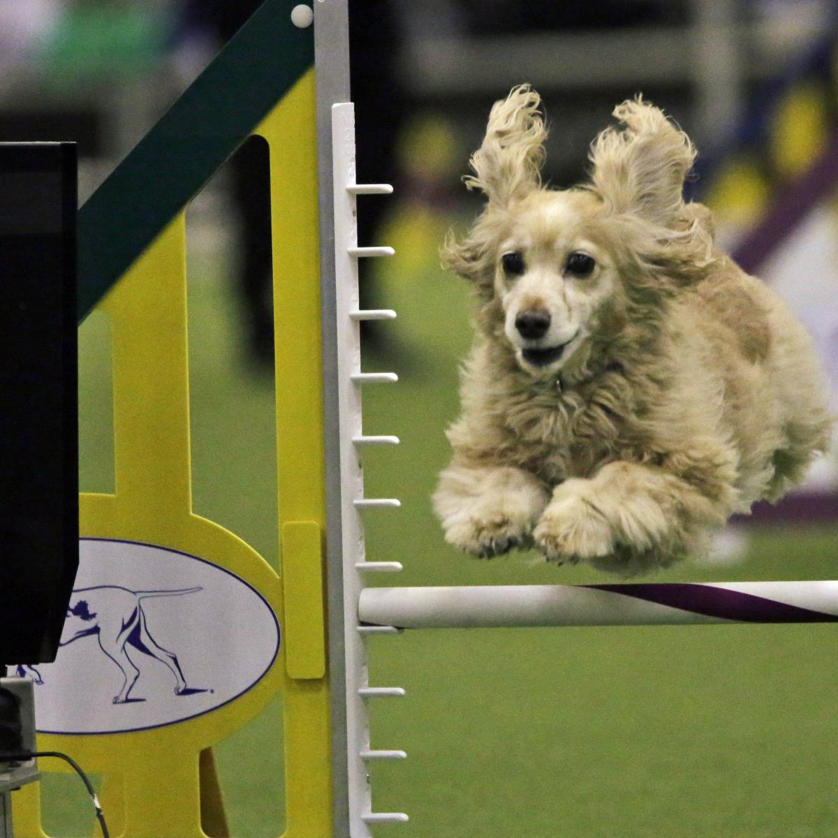Westminster Kennel Club Dog Show 2015: Start Time, Live Stream and TV Schedule ...