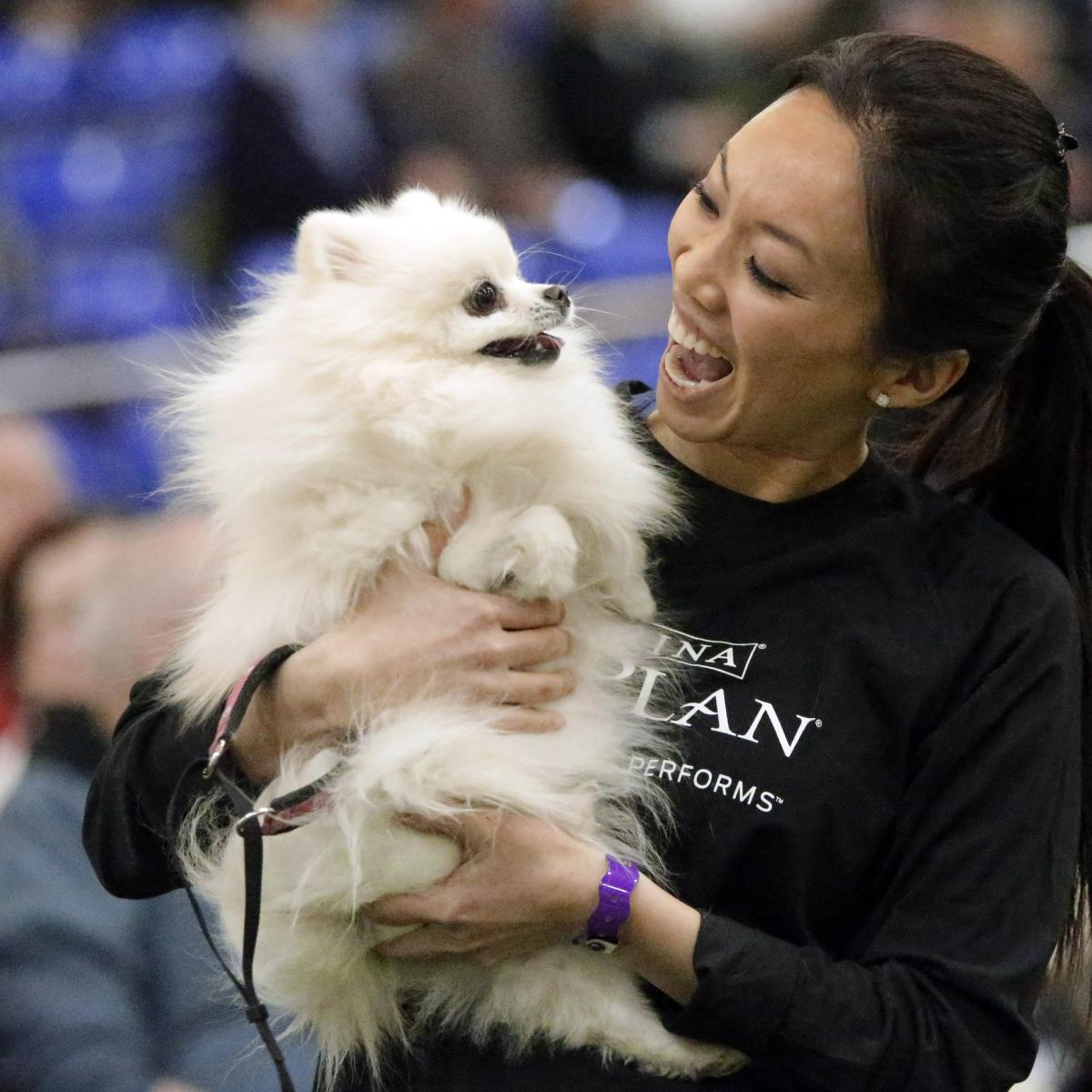2015 Westminster Dog Show: TV Coverage, Live Stream Schedule and Expectations ...1200 x 1200