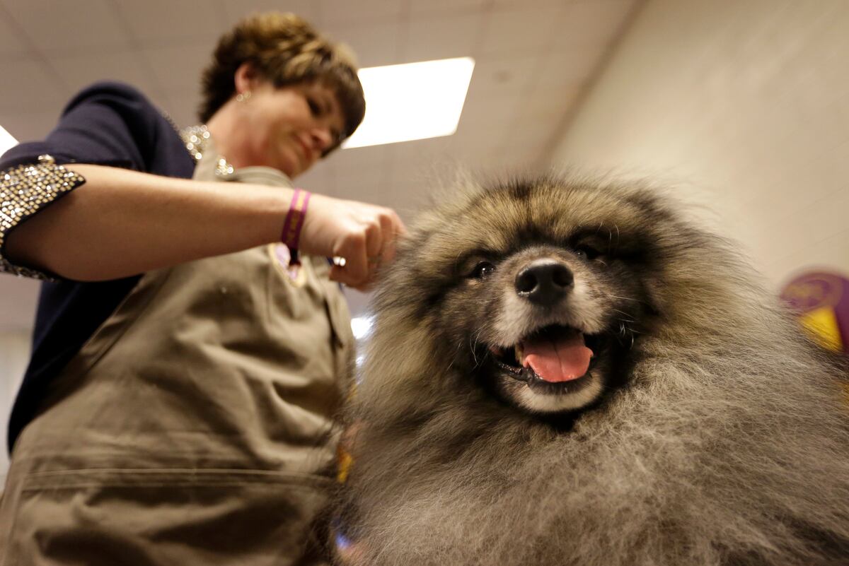 Westminster dog show 2015 results best of breed winners and day 1 