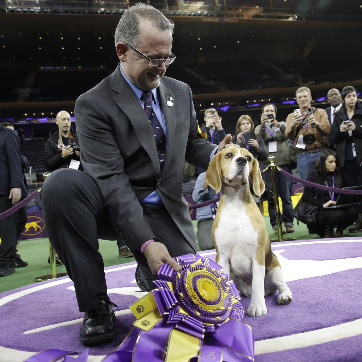 Westminster Dog Show 2015 Results: Best of Breed Winners and Day 2 ...