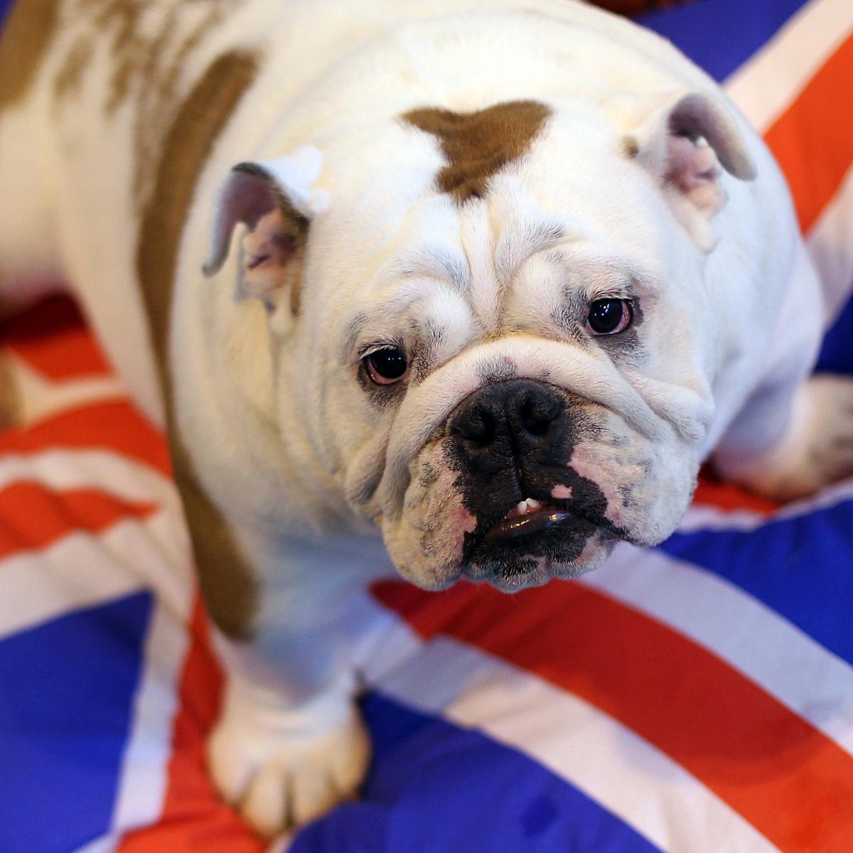 Crufts 2015 Dog Show Dates, Start Time, Live Stream and TV Schedule