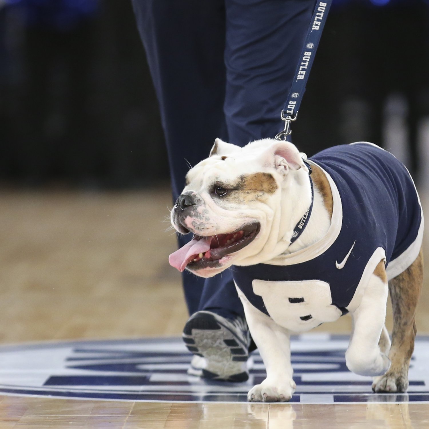 Butler Bulldog Mascot Goes Hard in the Paint, Also Vomits in Paint ...